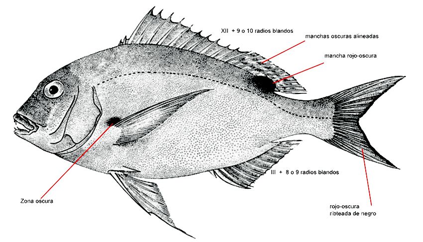 Dentex canariensis_0001.jpg